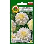 Aksamitka niska wielkokwiatowa ALBATROS (biała) (Tagetes erecta nana) - 0,5 g