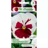 Bratek wielkokwiatowy biało-różowy (Viola x wittrockiana) - 0,3 g