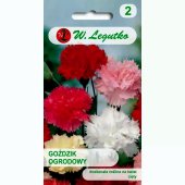 Goździk ogrodowy (mieszanka) (Dianthus caryophyllus)  - 0,5 g 