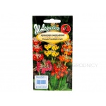Pierwiosnek kandelabrowy (Primula candelabra hybrida) - 0,02 g
