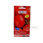 Pomidor gruntowy karłowy CHROBRY F1 (Lycopersicum esculentum) - 0,5 g