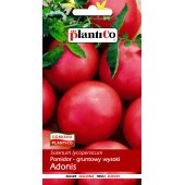 Pomidor gruntowy wysoki i pod osłony ADONIS (Lycopersicon esculentum) - 0,5 g