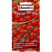 Pomidor koktajlowy karłowy MASKOTKA (typ cherry) (Solanum lycopersicum) - 0,5 g