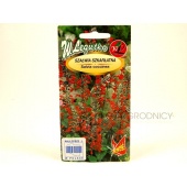 Szałwia szkarłatna (Salvia coccinea) - 0,2 g