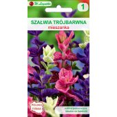 Szałwia trójbarwna (Salvia horminum tricolor) - 0,5 g