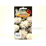 Złocień o kwiatach półpełnych CRAZY DAISY (Chrysanthemum maximum fl.pl) - 0,2 g