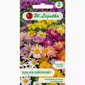 Złocień ogrodowy (Chrysanthemum indicum fl. pl.) - 0,05 g