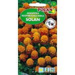 Aksamitka rozpierzchła niska SOLAN (Tagetes patula nana) - 0,5 g