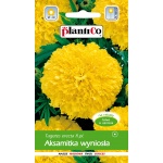 Aksamitka wysoka żółta (Tagetes erecta) - 1 g