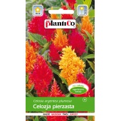 Celozja pierzasta (Celosia argentea plumosa) - 0,5 g 