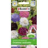 Driakiew, Wdówka (Scabiosa atropurpurea) - 0,5 g