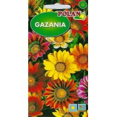 Gazania błyszcząca (Gazania rigens) - 1 g