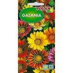 Gazania błyszcząca (Gazania rigens) - 1 g