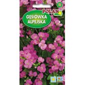 Gęsiówka alpejska (różowa) (Arabis alpina) - 0,5 g