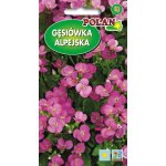 Gęsiówka alpejska (różowa) (Arabis alpina) - 0,5 g