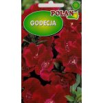 Godecja wielkokwiatowa (szkarłatna) (Godetia grandiflora) - 1 g