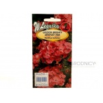 Goździk brodaty NEWPORT PINK (łososioworóżowy) (Dianthus barbatus) - 0,5 g