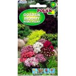 Goździk brodaty niski pełny (mieszanka) (Dianthus barbatus) - 0,5 g