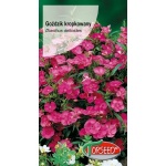 Goździk kropkowany (różowy) (Dianthus deltodies) - 0,5 g