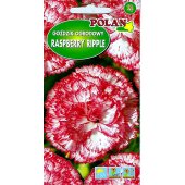 Goździk ogrodowy RASPBERRY RIPPLE (Dianthus caryophyllus) - 0,2 g 