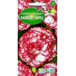 Goździk ogrodowy RASPBERRY RIPPLE (Dianthus caryophyllus) - 0,2 g 