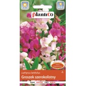 Groszek szerokolistny (Lathyrus latifolius) - 2 g