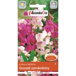 Groszek szerokolistny (Lathyrus latifolius) - 2 g