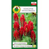 Koniczyna krwistoczerwona (Trifolium incarnatum) - 10 g