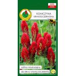 Koniczyna krwistoczerwona (Trifolium incarnatum) - 10 g