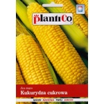 Kukurydza cukrowa GUCIO (Zea mays) - 10 g