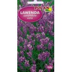 Lawenda lekarska (Lavandula vera) - 0,4 g