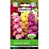 Lewkonia letnia (mieszanka) (Matthiola incana annua) - 0,5 g