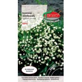 Łyszczec wiechowaty, Gipsówka wiechowata (Gypsophila paniculata) - 0,5 g