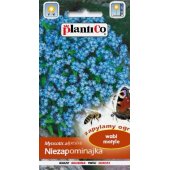 Niezapominajka alpejska (niebieska) (Myosotis alpestris) - 0,5 g 