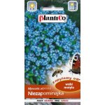 Niezapominajka alpejska (niebieska) (Myosotis alpestris) - 0,5 g 