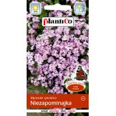 Niezapominajka (różowa) (Myosotis sylvatica) - 0,5 g