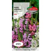 Odętka wirginijska (Physostegia virginiana) - 0,1 g