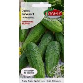 Ogórek gruntowy, koserwowy, kwaszeniak CORVETA F1  (Cucumis sativus) - 3 g