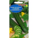 Ogórek pod osłony CARUSO F1 (Cucumis sativus) - 1 g