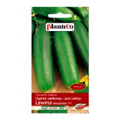 Ogórek szklarniowy, pod osłony LAWINA F1 (Cucumis sativus) - 1g