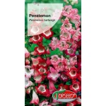 Penstemon SENSATION (Penstemon hartwegii) - 0,2 g