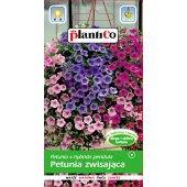 Petunia zwisająca fioletowa (Petunia x hybrida pendula) - 0,05 g