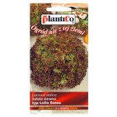 Sałata liściowa całosezonowa LOLLO ROSSA (Lactuca sativa) - 0,5 g