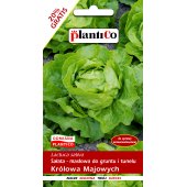 Sałata masłowa wczesna KRÓLOWA MAJOWYCH (Lactuca sativa) - 1,2 g