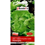 Sałata masłowa wczesna NAWOJKA (Lactuca sativa) - 1 g 