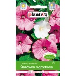 Ślazówka (mieszanka) (Lavatera trimestris) - 1 g