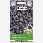 Smagliczka nadmorska (różowo-fioletowa) (Lobularia maritima) - 0,5 g