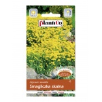 Smagliczka skalna (żółta) (Alyssum saxatile) - 0,5 g