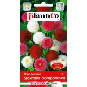 Stokrotka pomponowa MIX (Bellis perennis) - 0,1 g