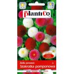 Stokrotka pomponowa MIX (Bellis perennis) - 0,1 g